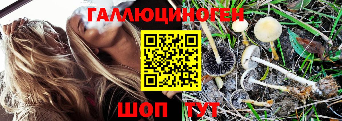 Галлюциногенные грибы Psilocybe Бердск